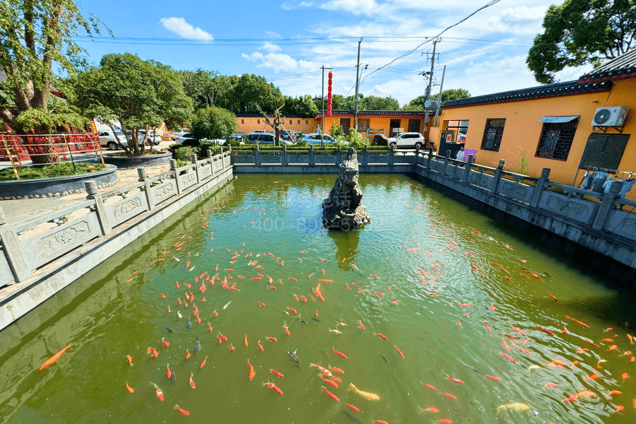 池塘锦鲤图