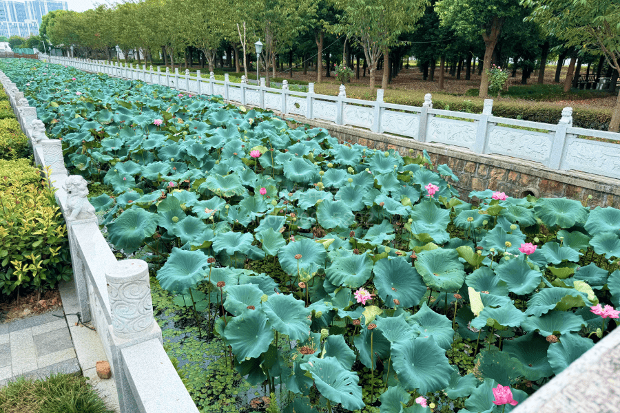 荷花池图