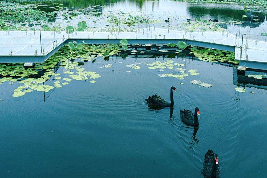 仙鹤湖环境图